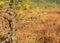 Autumn characteristic colors in nature, bog plants painted in brown tones, rare swamp pines, autumn