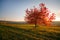 Autumn cherry tree, Czech Republic.