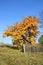 Autumn cherry tree landscape