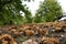 Autumn. Chestnut forest in the Tuscan mountains. Hedgehogs and chestnuts fall to the ground. Time for the chestnuts harvest.