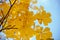 Autumn chestnut leaves. soft focus
