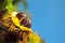 Autumn: chestnut with open shell and two ladybirds