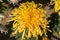 Autumn Chrysanthemum arrogant and implies noble sentiment