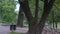 Autumn in city park. Colorful leaves on green grass. Black trash bin near the tree. Beauty nature scene at fall season