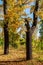 Autumn in a city park. Fallen foliage