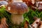 Autumn closeup of a cep on falled leaves