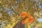 Autumn Closeup Single Maple Leaf