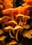 Autumn closeup wild orange background mushroom seasonal fungus nature macro edible fungi plant forest