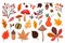 Autumn collection with different leaves, mushrooms and seasonal plants