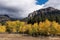 Autumn Color abounds in Cimarrona Campground, Colorado.