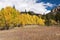 Autumn Color abounds in Cimarrona Campground, Colorado