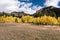 Autumn Color abounds in Cimarrona Campground, Colorado.