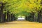 Autumn color adorns the trees in this grove of Ginkgo tre