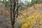 Autumn color along the East Rim Trail, Zion National Park, Utah