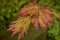 Autumn Color on Japanese Maple Leaves
