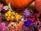 Autumn color, plants with pumpkins behind.