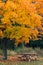 Autumn color on a tree, at Minnewaska State Park, in the Shawangunk Mountains, New York