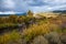 Autumn Coloras in the Yampa River Valley