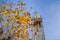 Autumn colored leaves on a blue sky background; Campanile Sather tower in the background