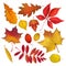 Autumn colored leaves collection