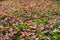 Autumn colored leaves fallen on a verdant meadow