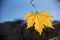 Autumn colored leaves on a sunny day, southern Spain