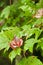 Autumn colored, maple leaf, on a branch of live maple leaves