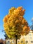 Autumn colored maple tree under deep blue sky with yellow apartment building background in the city on golden autumn day