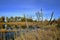 Autumn colored marsh