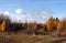 Autumn colored tamaracks