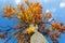 Autumn colored tree top in fall season