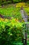 autumn colored vineyard with a small steep railway