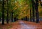 autumn colored walking path in a park