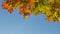 Autumn colorful bright branch tree with bright foliage on a blue sky background