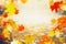 Autumn colorful falling leaves on sunny day, outdoor fall nature background