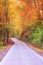 Autumn colorful forest road, nature landscape, vertical image