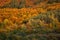 Autumn colorful forest side top view trees season rural scene bulgaria nature landscape telephoto zoom minimal texture orange