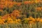 Autumn colorful forest side top view trees season rural scene bulgaria nature landscape telephoto zoom minimal texture orange