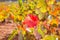 Autumn colorful golden red vineyard leaves