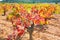 Autumn colorful golden red vineyard leaves