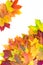 Autumn colorful leaves as border with white space for text. Top view. Fall frame.