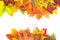 Autumn colorful leaves as border with white space for text. Top view. Fall frame.