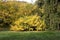 Autumn with colorful leaves at botanical garden.