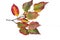 Autumn colorful leaves of tatarian maple Acer tataricum isolat