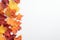 Autumn colorful maple leaves on white background. Season background. Autumn frame, thanksgiving banner mockup
