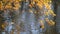 Autumn colorful tree branches over pond in a park