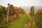 Autumn colorful vineyards with fog