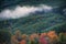 Autumn colors along thickly forested hillside