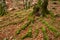 Autumn colors in the apennines frignano park