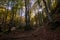 Autumn colors in the apennines frignano park